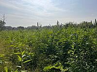 Multi Millet Seeds ( பல தானிய விதைப்பு )