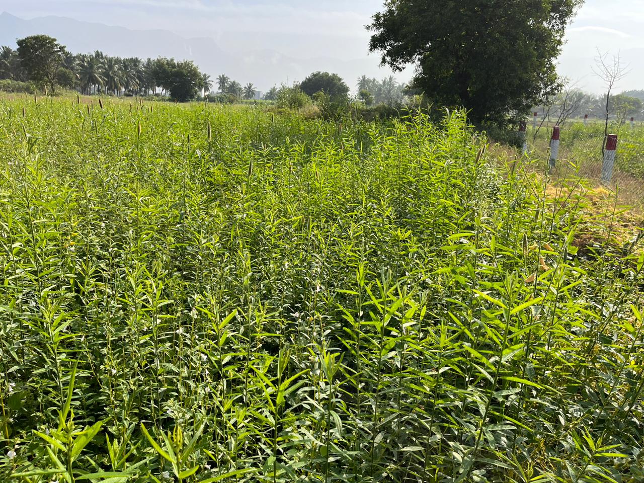 Multi Millet Seeds ( பல தானிய விதைப்பு )