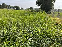 Multi Millet Seeds ( பல தானிய விதைப்பு )