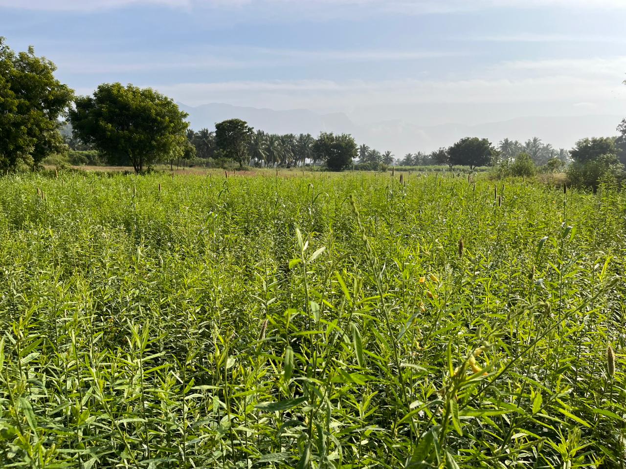 Multi Millet Seeds ( பல தானிய விதைப்பு )