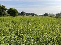 Multi Millet Seeds ( பல தானிய விதைப்பு )