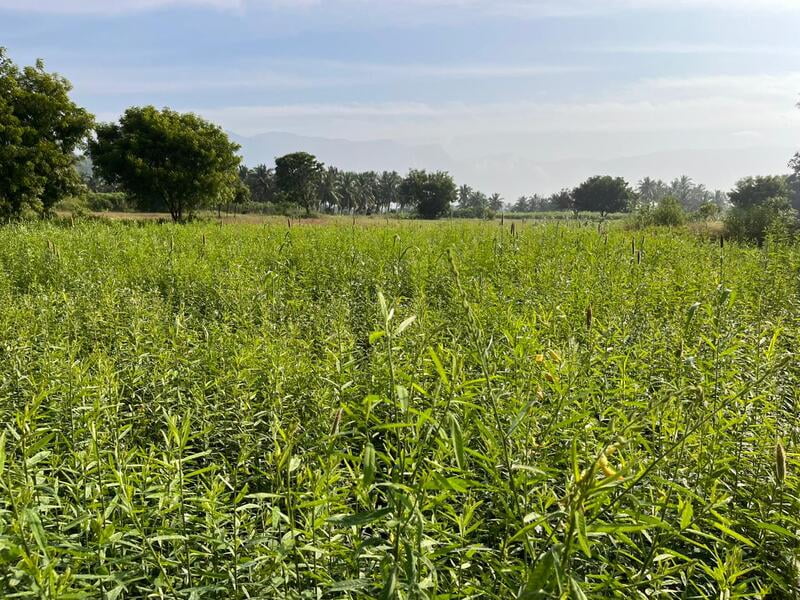 Multi Millet Seeds ( பல தானிய விதைப்பு )
