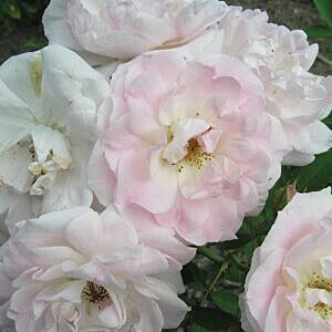 MORDEN BLUSH ROSE (ROSA 'MORDEN BLUSH')