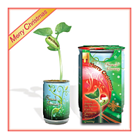 Nature's Greeting Merry Christmas Growing Kit