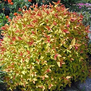 MAGIC CARPET® GOLDEN SPIREA (SPIREA JAPONICA 'WALBUMA')