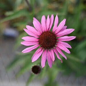MAGNUS PURPLE CONEFLOWER (ECHINACEA PURPUREA 'MAGNUS') MAGNUS PURPLE CONEFLOWER (ECHINACEA PURPUREA 'MAGNUS')