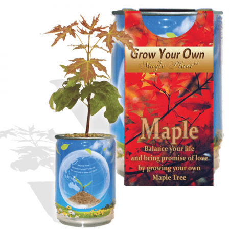 Maple Tree Growing Kit - Water, Watch it Grow!
