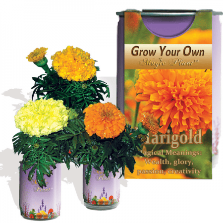 Marigold Flower Growing Kit