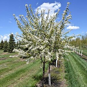 MARY LISS PIN CHERRY (PRUNUS PENNSYLVANICA 'MARY LISS')