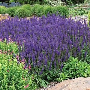 MAY NIGHT SAGE (SALVIA SYLVESTRIS 'MAY NIGHT')