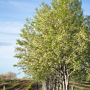 MAYDAY (PRUNUS PADUS COMMUTATA)