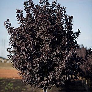 MIDNIGHT SCHUBERT CHOKECHERRY (PRUNUS VIRGINIANA 'MIDNIGHT')