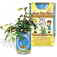 Touchy Mutchy Plant Growing Kit