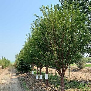 MING CHERRY (PRUNUS MAACKII 'MING') MING CHERRY (PRUNUS MAACKII 'MING')