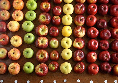 Apples