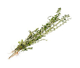 Monarakudumbiya (200gm)