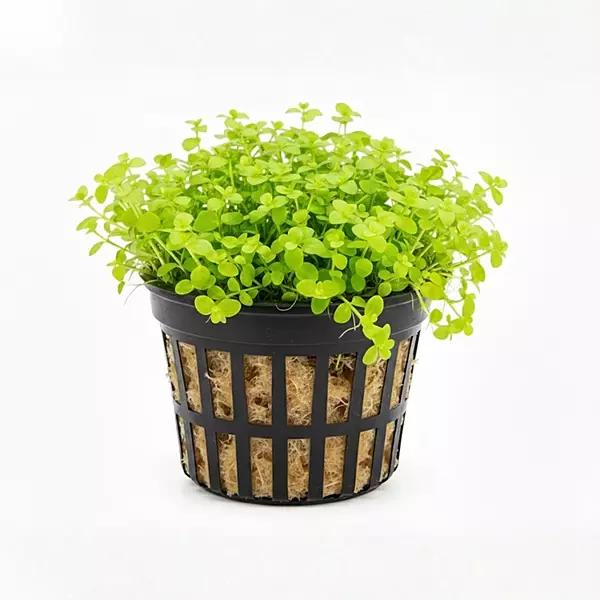 Monte Carlo Potted