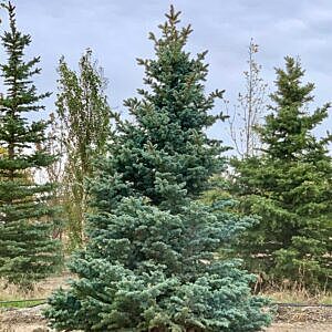 MONTGOMERY SPRUCE (PICEA PUNGENS 'MONTGOMERY)