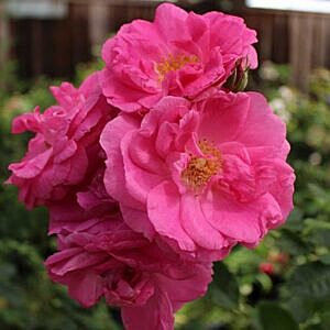 MORDEN CENTENNIAL ROSE (ROSA 'MORDEN CENTENNIAL')
