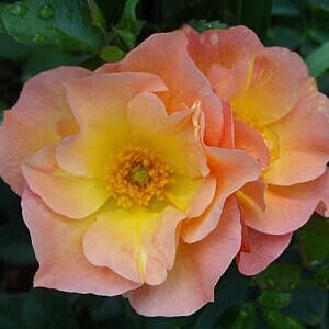 MORDEN SUNRISE ROSE (ROSA 'MORDEN SUNRISE')