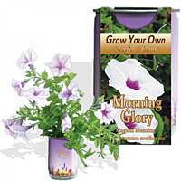 Morning Glory Flower Growing Kit