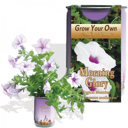 Morning Glory Flower Growing Kit