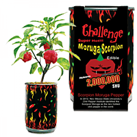 Red MORUGA Scorpion Growing Kit