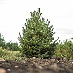 MOUNTAIN PINE (PINUS UNCINATA)