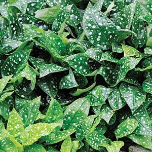 MRS. MOON LUNGWORT (PULMONARIA SACCHARATA 'MRS. MOON')