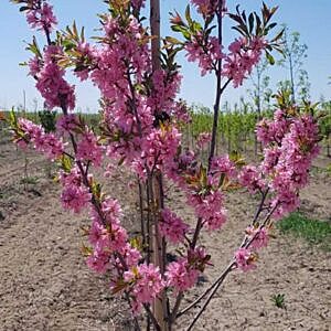MUCKLE PLUM (PRUNUS NIGRELLA 'MUCKLE')