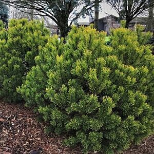 MUGO PINE (PINUS MUGO 'MUGHUS')