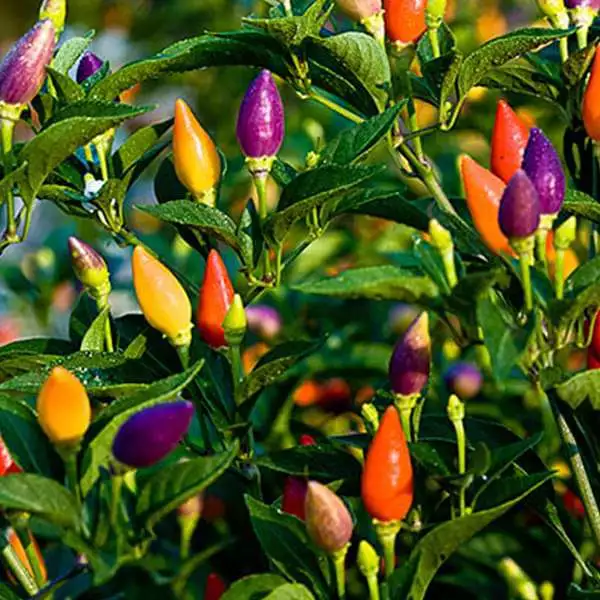 Multi Variety Chilly