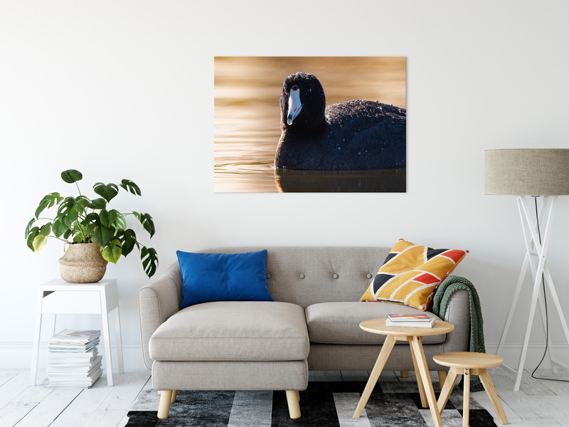 CB Photography American Coot