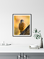 CB Photography American Kestrel