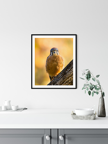 CB Photography American Kestrel