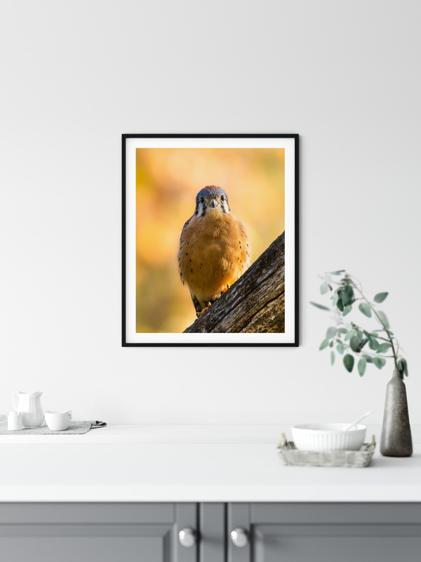 CB Photography American Kestrel