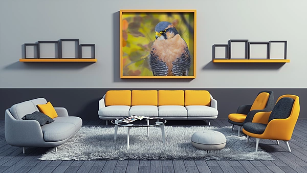 CB Photography Aplomado | Fine Art Falcon Portrait