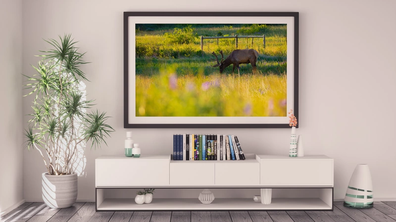 CB Photography Beneath the Flatirons | Colorado Bull Elk Fine Art Photography