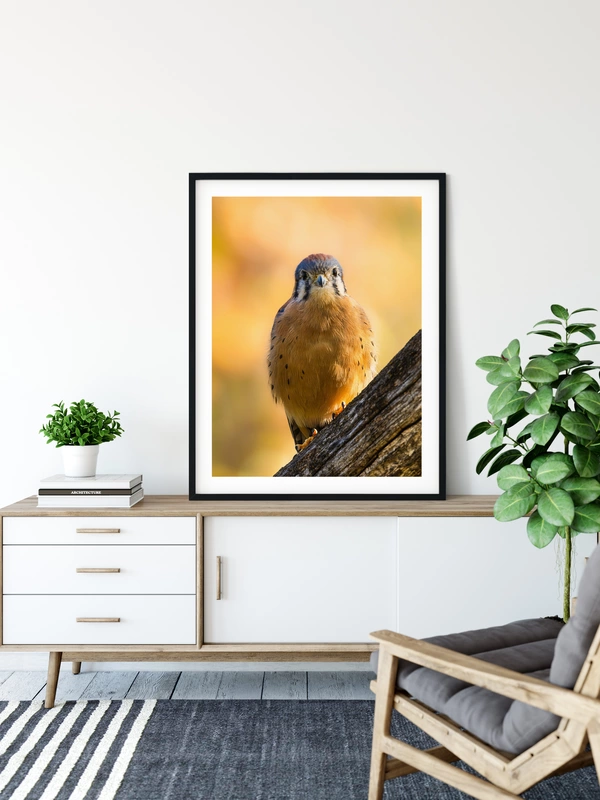CB Photography American Kestrel | Fine Art Bird Portrait