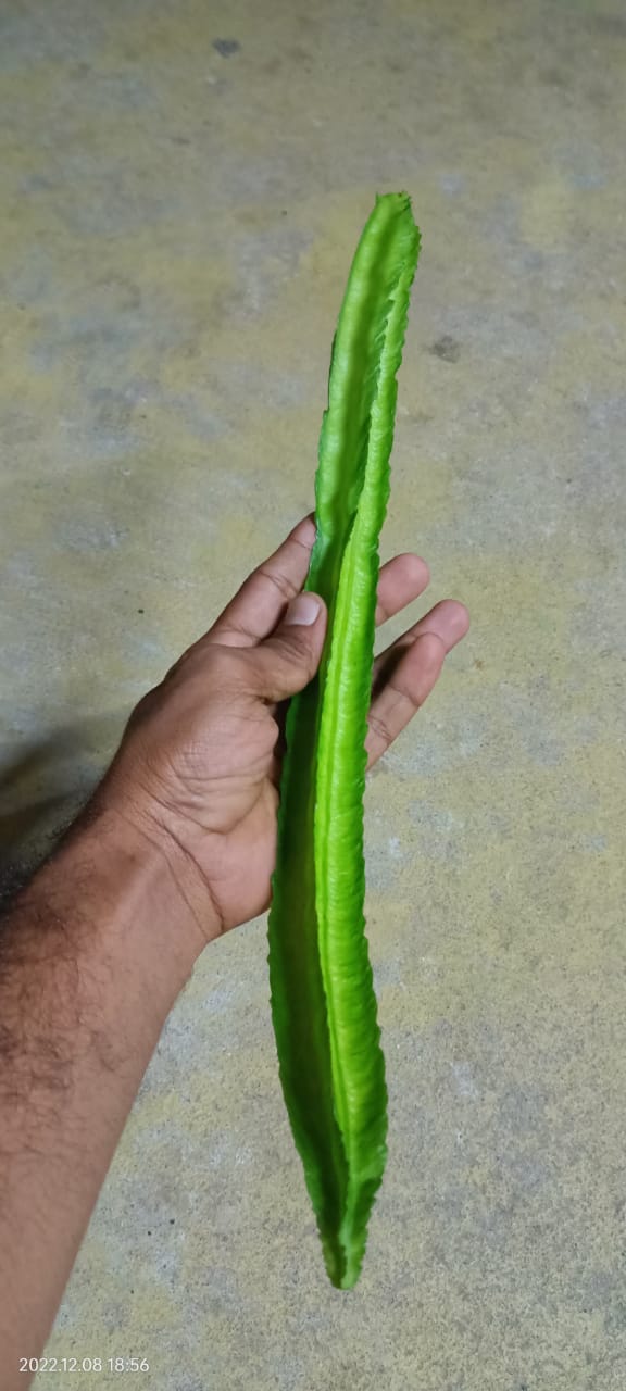 winged beans avarai | சிறகு அவரை