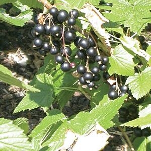 NATIVE GOOSEBERRY (RIBES OXYACANTHOIDES) NATIVE GOOSEBERRY (RIBES OXYACANTHOIDES)