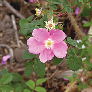 NATIVE PRICKLY ROSE (ROSA ACICULARIS)