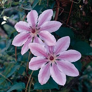NELLY MOSER CLEMATIS VINE (CLEMATIS 'NELLY MOSER')