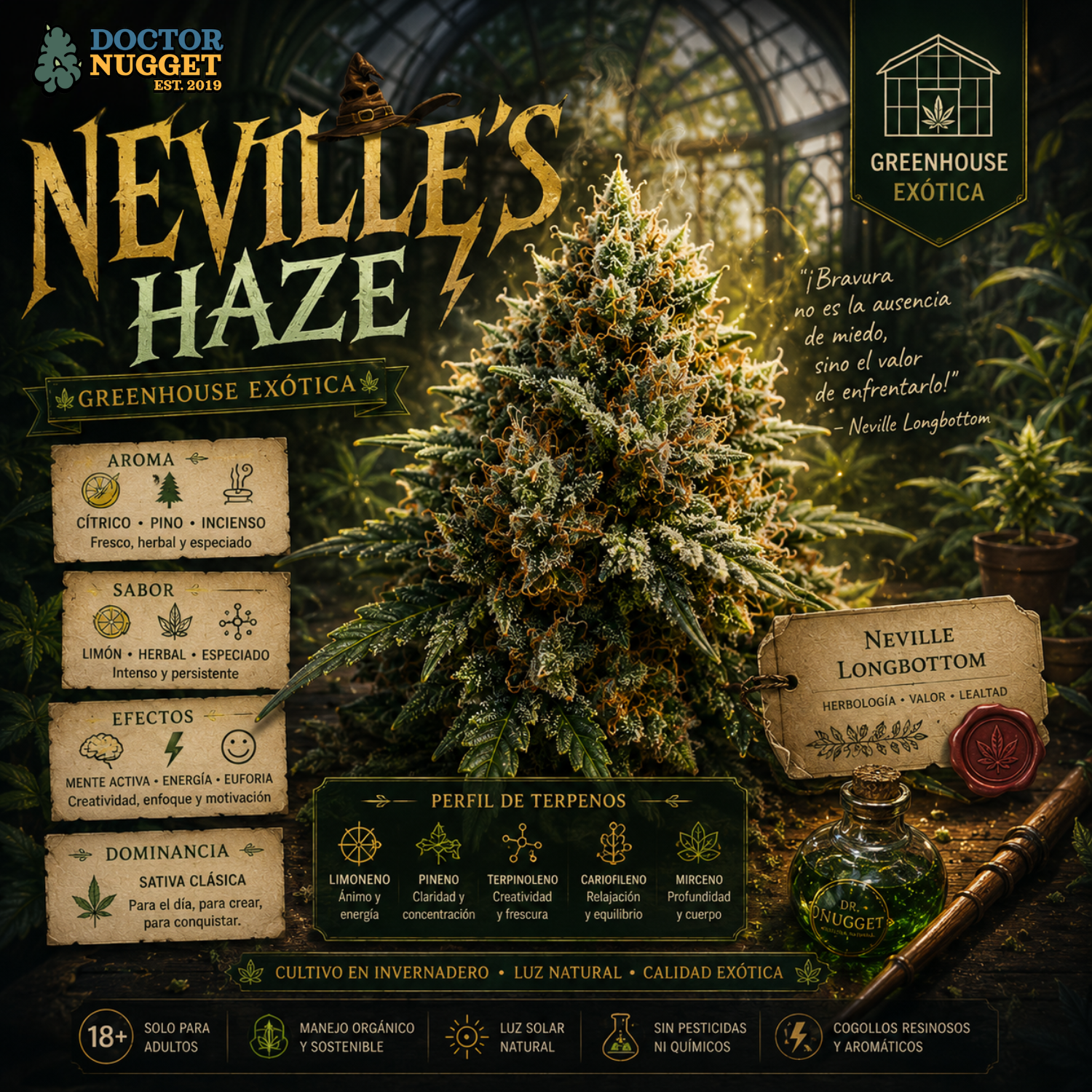 Dr. Nugget Nevilles Haze THC Flor