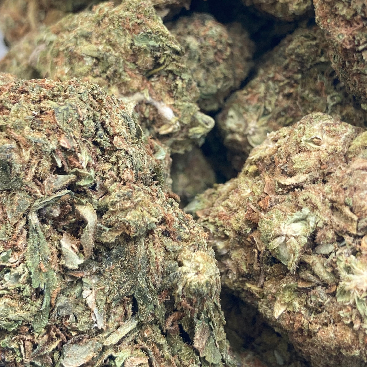 Neville’s Haze Greenhouse Exótica