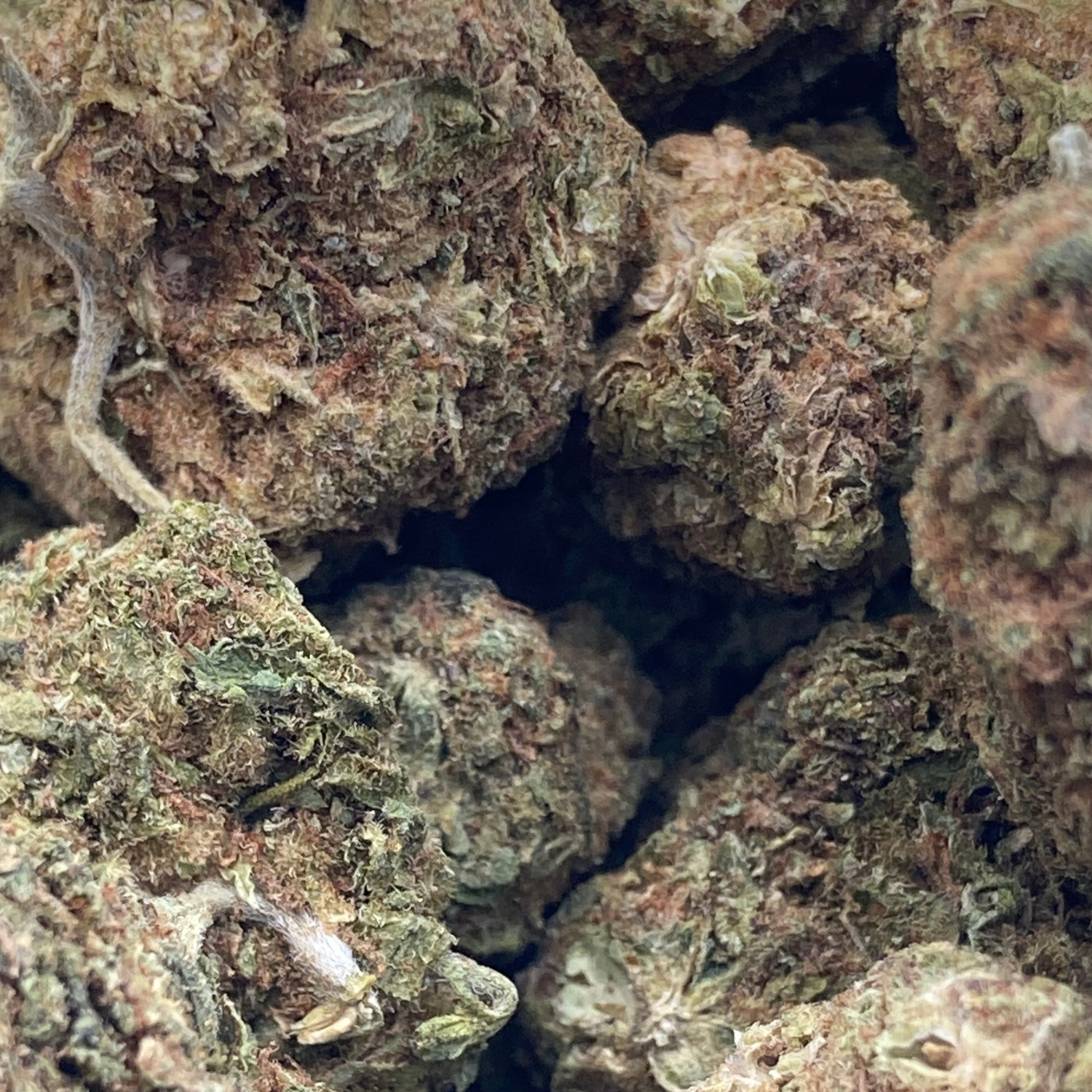 Neville’s Haze Greenhouse Exótica