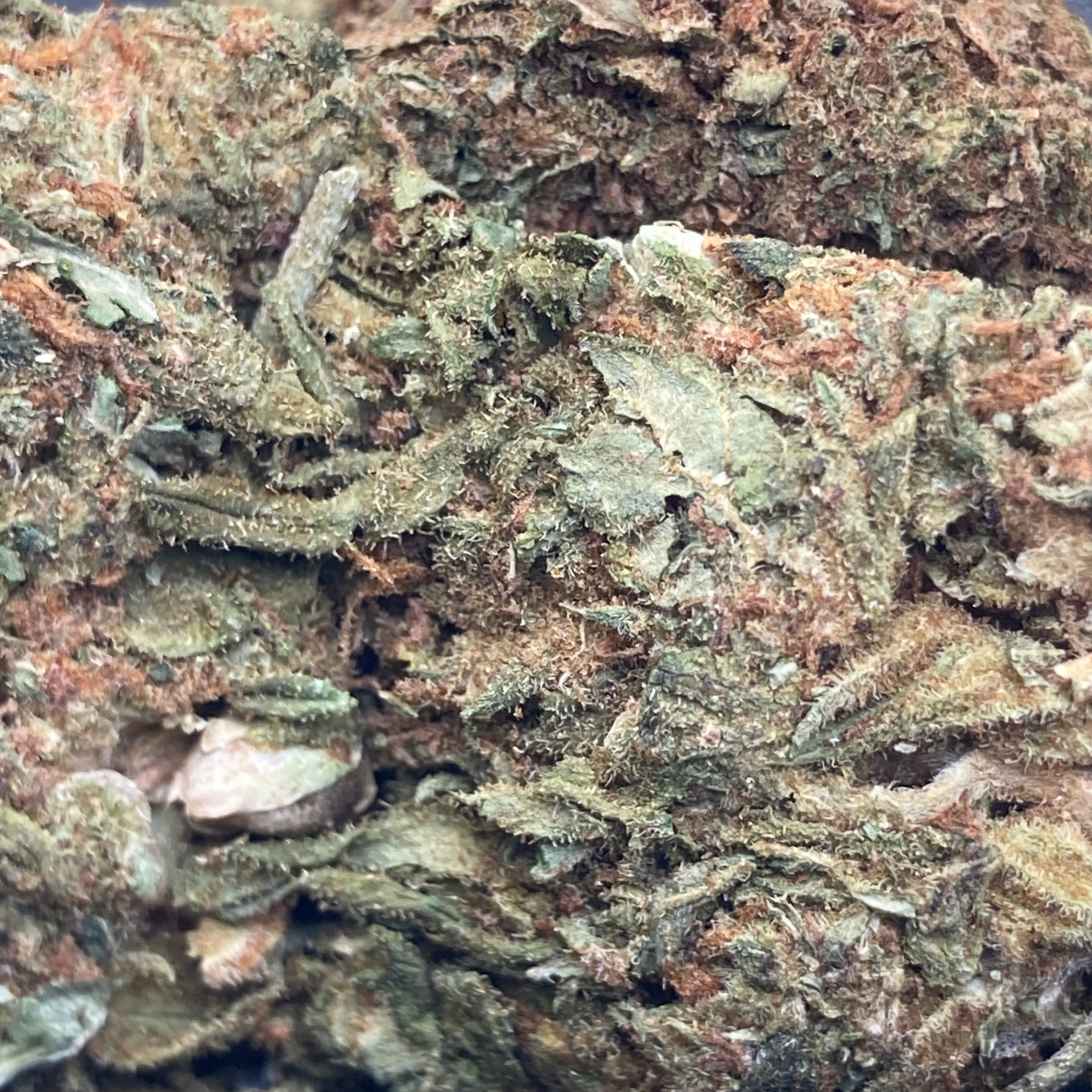 Neville’s Haze Greenhouse Exótica