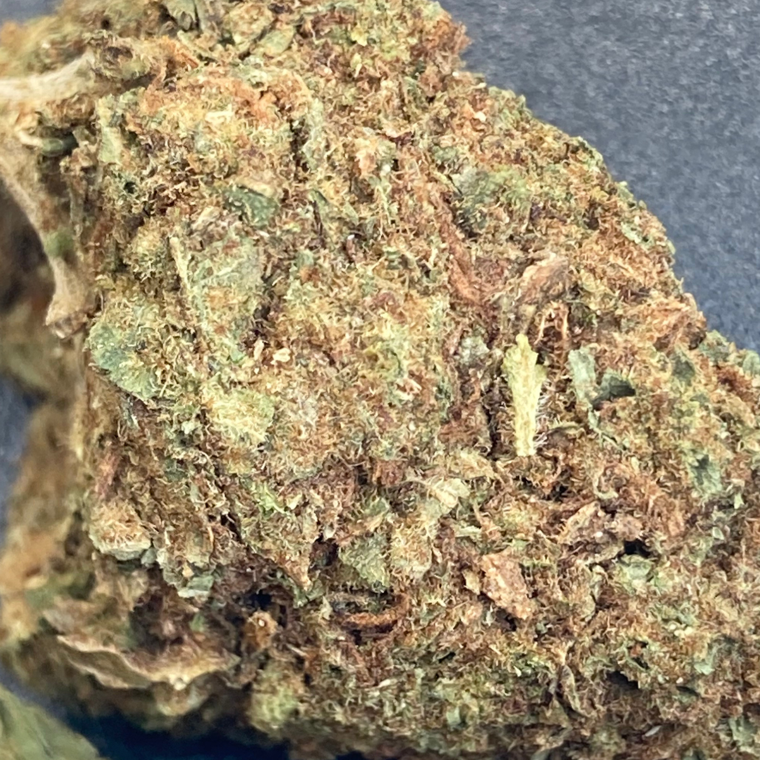 Neville’s Haze Greenhouse Exótica
