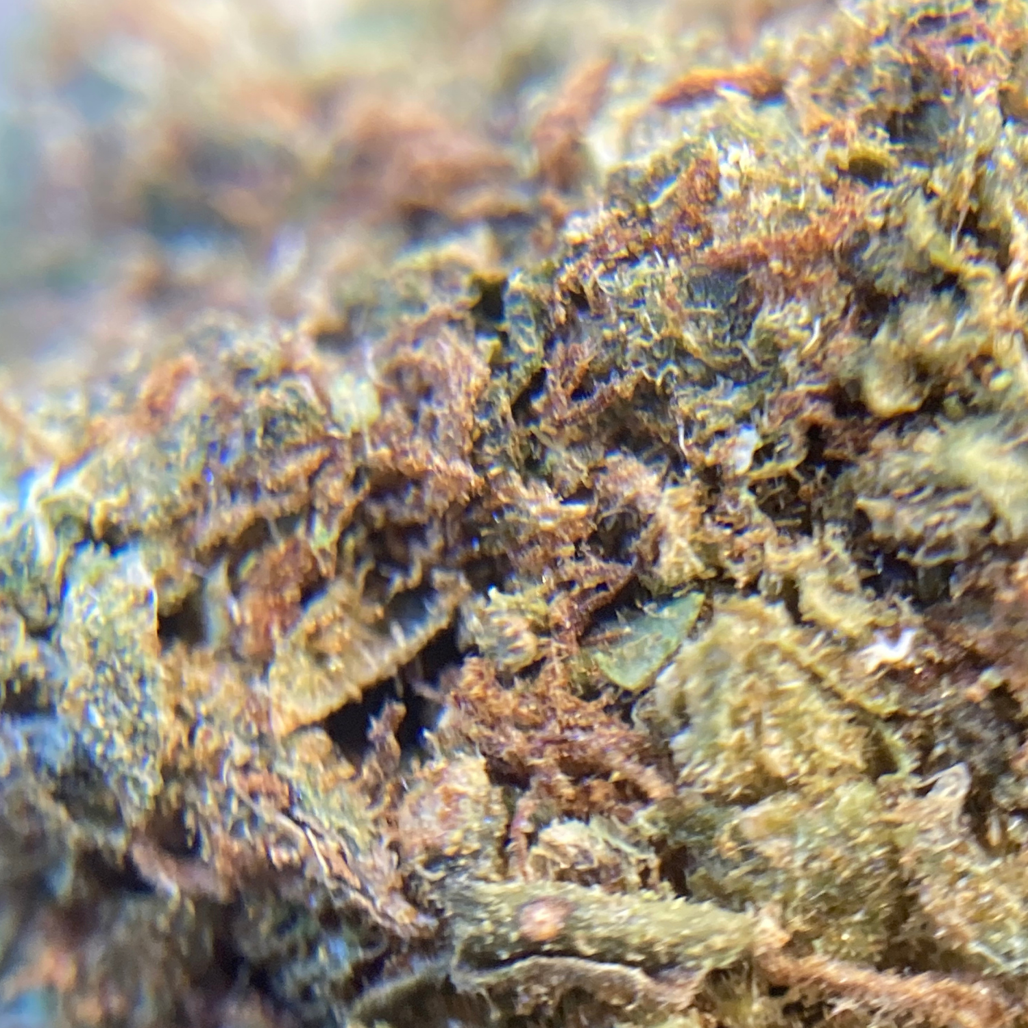 Neville’s Haze Greenhouse Exótica