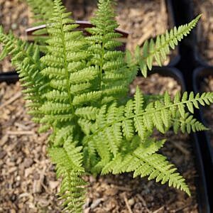 NATIVE OSTRICH FERN (MATTEUCCIA STRUTHIOPTERIS)